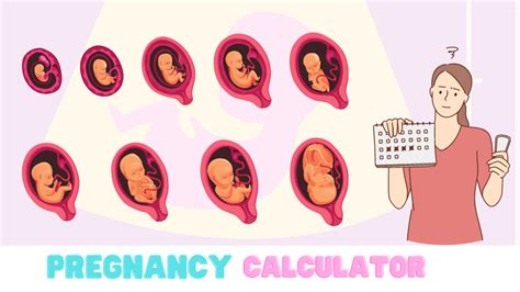 Pregnancy Due Date Calculator & Pregnancy Scan Calculator