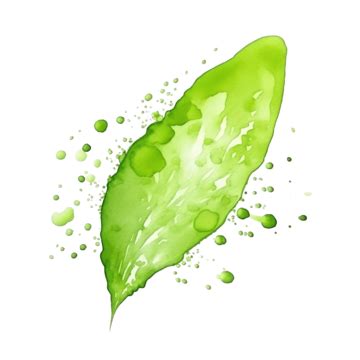 Leaf Green Splash Watercolor Paint, Watercolor, Splash, Stain PNG Transparent Image and Clipart ...