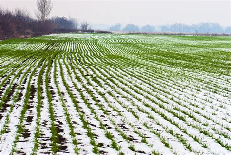 Key Facts from USDA’s February 2019 World Wheat Supply and Demand Report - U.S. Wheat Associates