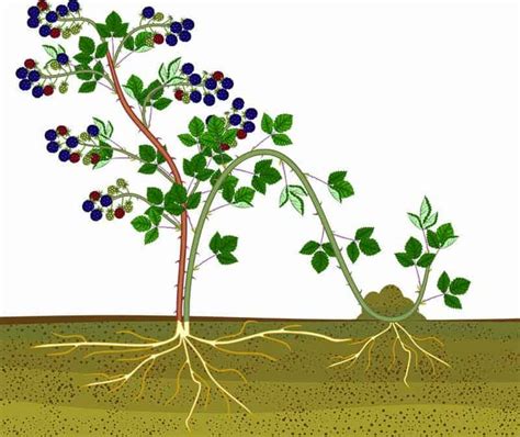 How to Propagate Plants by Layering with Minimal Work | Propagating plants, Grape tree, Plant ...