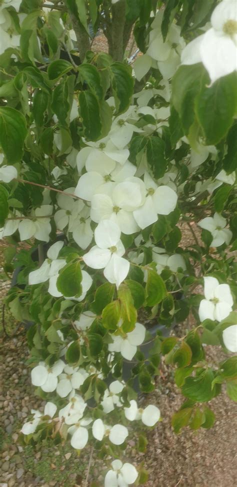 Chinese Dogwood - Wykeham Mature Plants