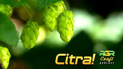 Better Home Brew - Citra Hops & Kveik Fermentation Temps - Brew Insight