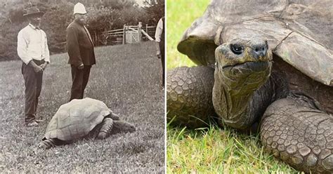 World's Oldest Land Animal, Jonathan the Tortoise, Turns 191