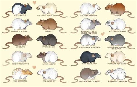 Pet Rat Colors, Coat Types & Markings: Different Varieties | Pet rats, Rats, Types of rats