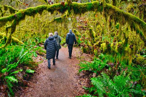 How to Visit the Hoh Rainforest From Seattle | Tours NW