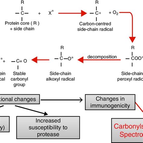 Biomarkers of oxidative damage to proteins | Download Scientific Diagram