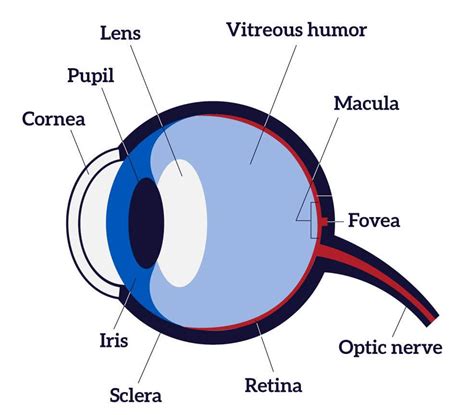 Parts Of The Eye And Their Functions