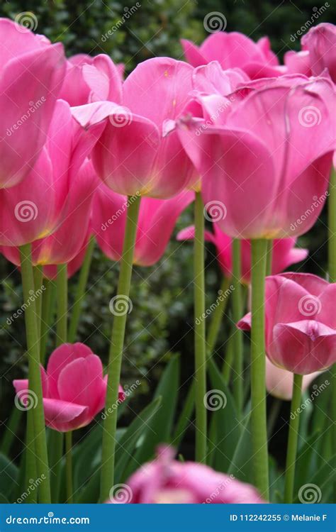 Long Stem Pink Tulips in the Garden Stock Image - Image of tulip, petal ...