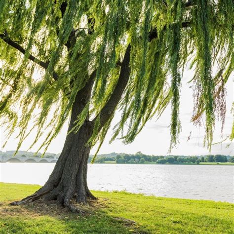 The Magic of the Willow Tree – Patti Wigington