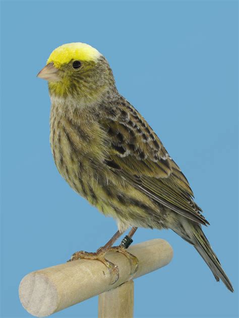 Top Canary Bird Breeds A-Z - The Happy Chicken Coop