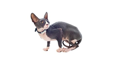 How To Treat A Sphynx Cat With Dry Skin • Kritter Kommunity