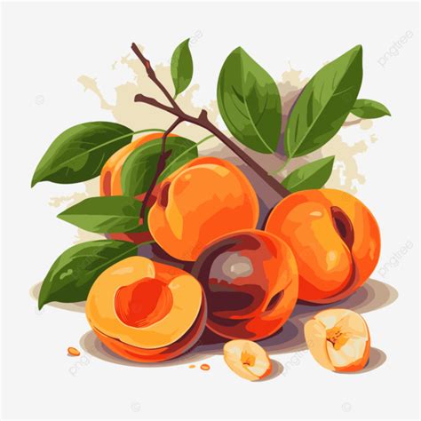 Apricot Clipart Beautiful Arrangement Of Apricots With Leaves Cartoon ...