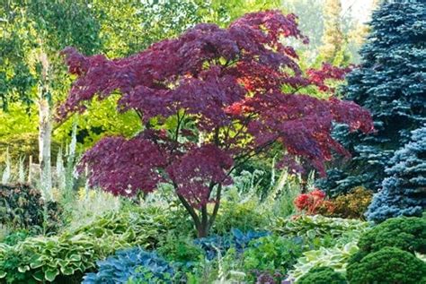 Caring for Japanese Maple Trees | Garden Design