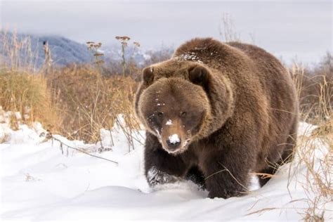 Brown Bears - Alaska Wildlife Conservation Center