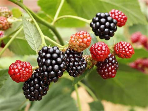 como hacer crecer un árbol de moras