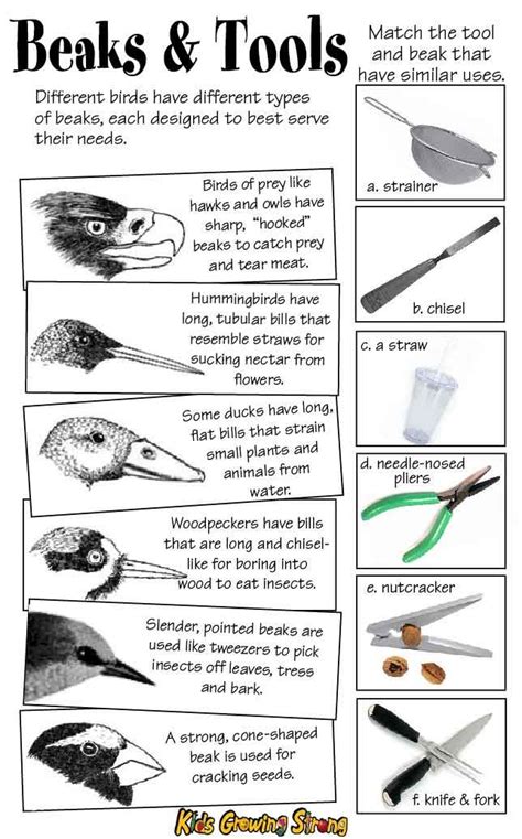 Bird Beak Adaptations Worksheet