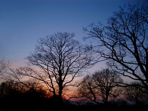 Free Stock photo of Silhouettes of bare deciduous trees at twilight | Photoeverywhere