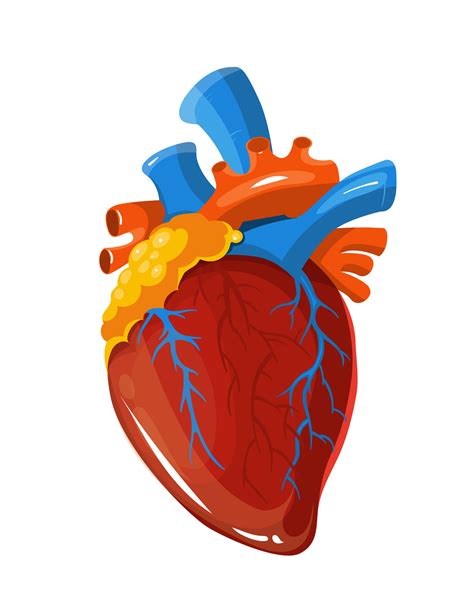 Human heart anatomy vector medical illustration By Microvector ...