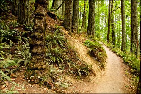 21 Spectacular Hikes Near Eugene, Oregon - Territory Supply