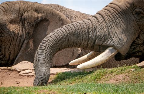 Elephant Tusks · Free Stock Photo