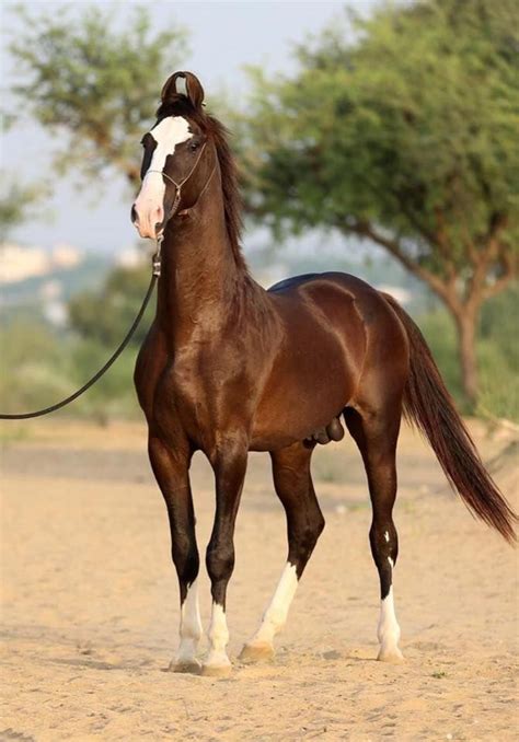 Marwari Horse | Лошадиные породы, Красивые лошади, Породистые лошади