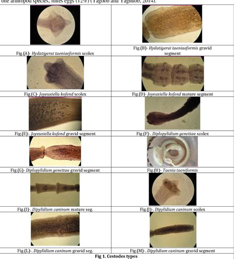 Occurrence of Toxoplasmosis and other intestinal parasites among stray ...