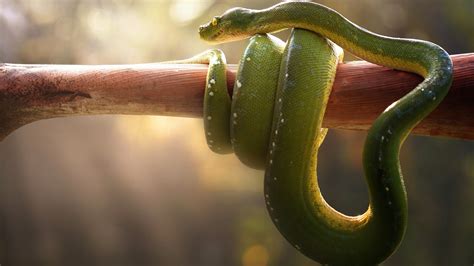 2560x1440 Boa Green Snake 1440P Resolution HD 4k Wallpapers, Images ...