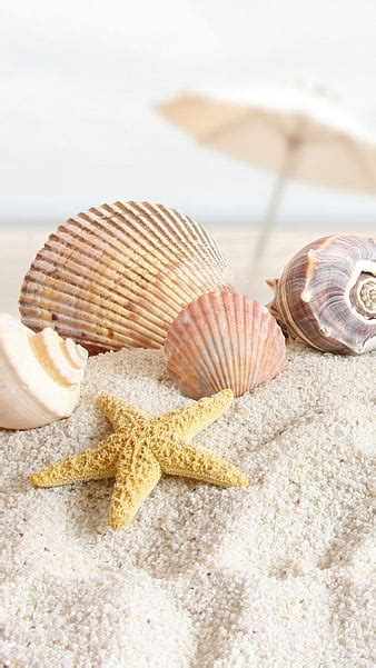 Beach Seashells Wallpaper