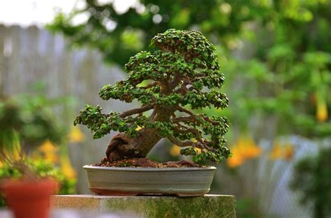 Pin on P.Afra bonsai