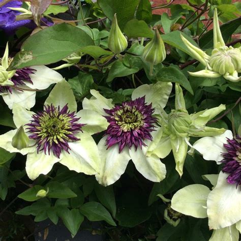 Clematis Florida sieboldii syn. Clematis florida 'Bicolor' ; Clematis florida var. florida ...