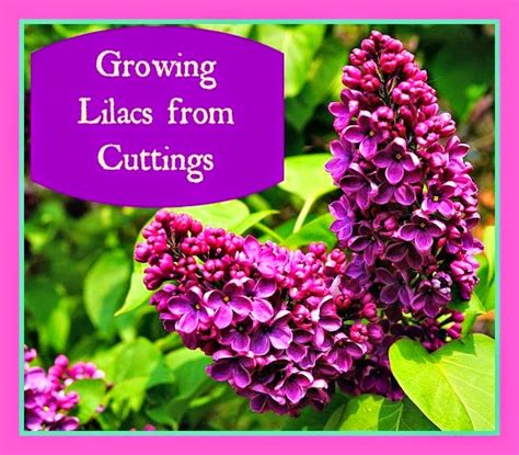 Estle Schipp Farm : Growing Lilacs from Cuttings