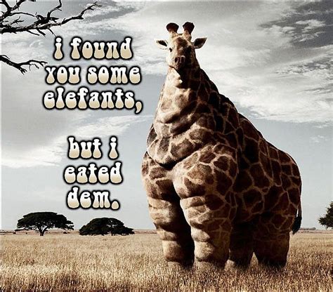 fat giraffe | Funny animal memes, Fat animals, Animals doing funny things