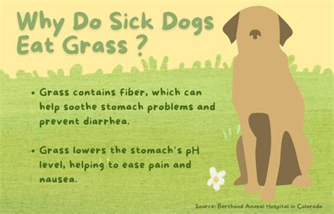 What to Do for a Dog With an Upset Stomach - PetHelpful