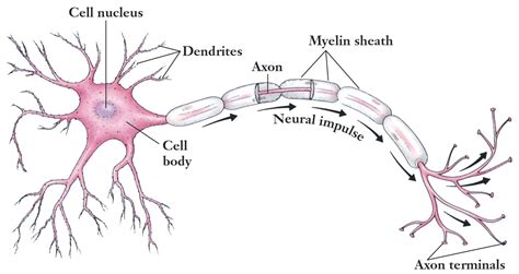 A neuron carrying messages away from the brain or spinal cord - multihor