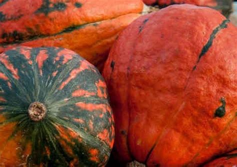 Squash Lakota Squash Seeds Heirloom Native American Squash