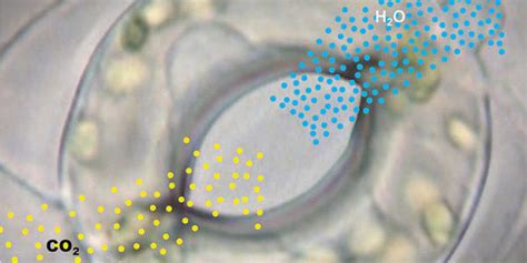 How Plants Measure Their CO2 Uptake - The Global Plant Council