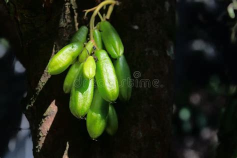 Kamias Fruit Clinging To Tree Southeast Asia Stock Photos - Free & Royalty-Free Stock Photos ...