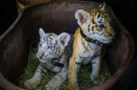 Rare Bengal tiger cubs born to travelling circus in Nicaragua