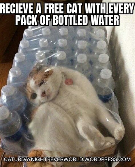 Free cat with pack of water - Meme by Memeism :) Memedroid