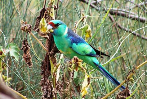 AUSTRALIAN MALLEE RINGNECK | Australian native animals, Pet birds ...