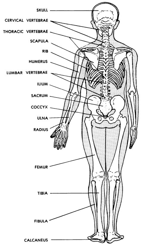 Images 04. Skeletal System - Basic Human Anatomy