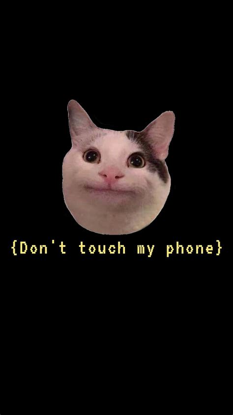 Funny Cat Meme Wallpaper