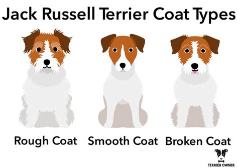 Jack Russell Terrier Colors [Color Options, Coats, & Markings]