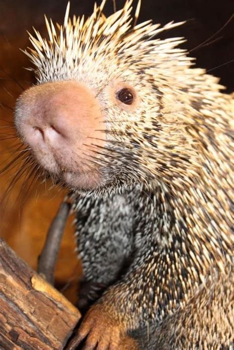 Meet Jorge, Chattanooga's prehensile-tailed porcupine | ヤマアラシ, 可愛い 動物, 生き物