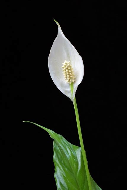 Japanese Peace Lily | Flickr - Photo Sharing!