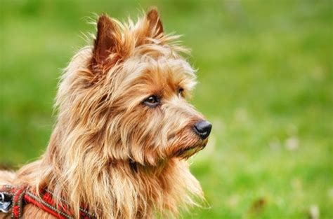 Top 10 Ginger Dog Breeds | PetGuide