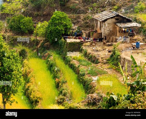 Terraced fields at Chamoli Village on the Kumaon Hills, Uttarakhand ...