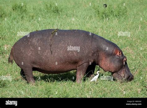 Hippo habitat hi-res stock photography and images - Alamy