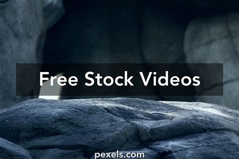 Polar Bear Videos, Download The BEST Free 4k Stock Video Footage ...