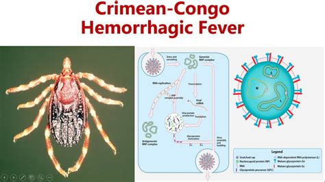 Crimean-Congo Hemorrhagic fever || CCHF || Cause, Symptoms, Diagnosis ...